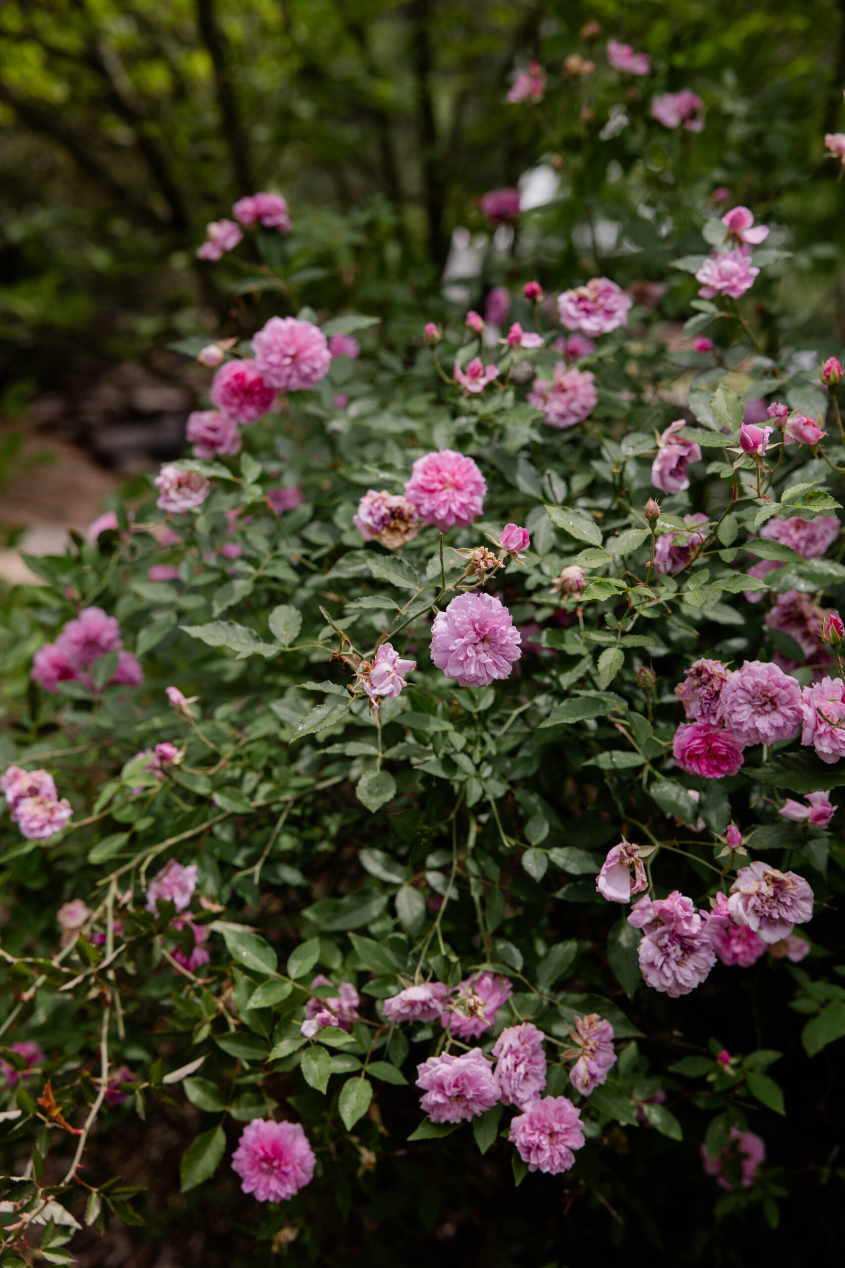 stunning grounds at the beautiful shiloh gardens wedding venue