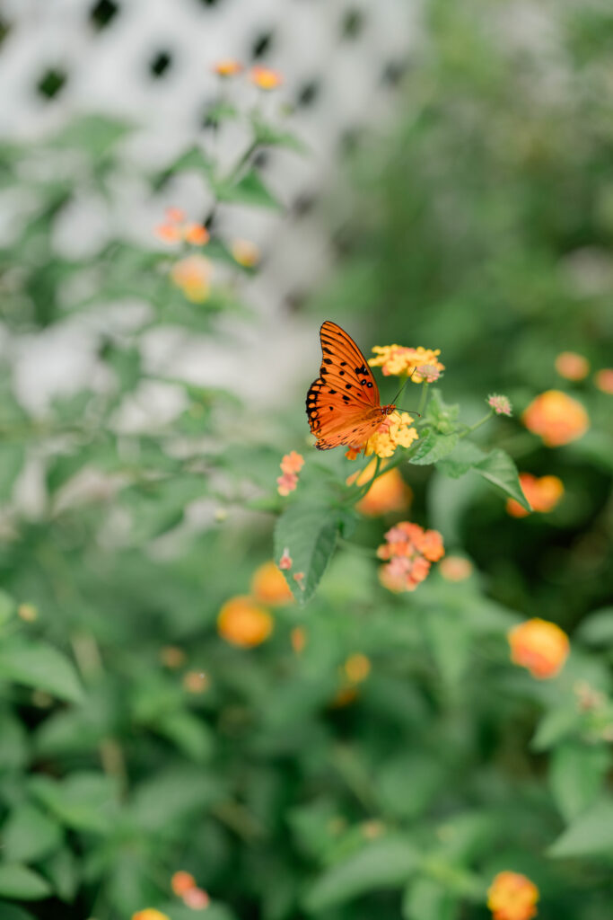 beautiful butterfly sits on the wildflowers outside the wedding venue