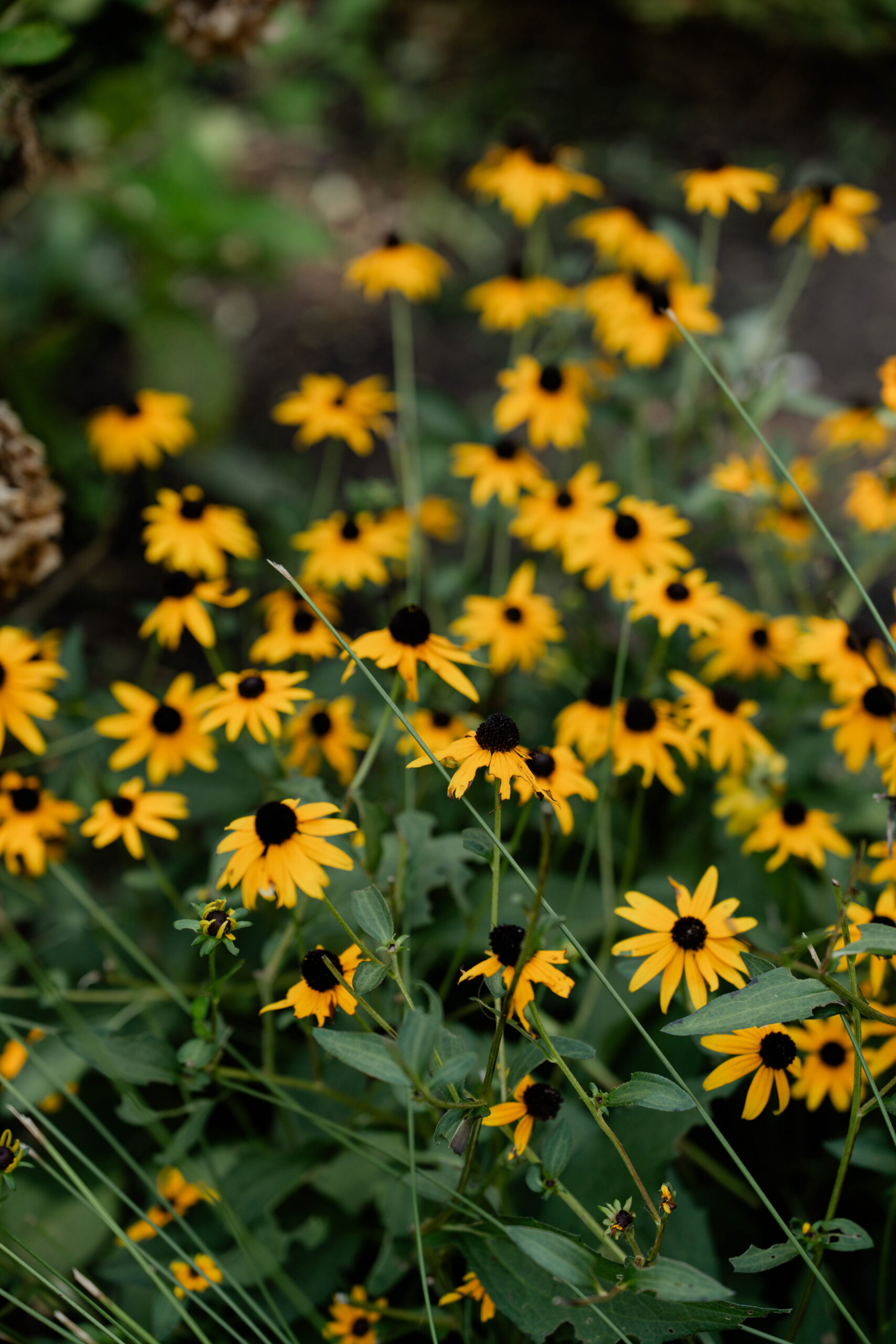 wildflowers growing outside the Wildflower 301 wedding venue